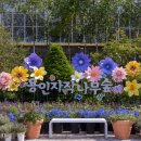 용인 자작나무숲 수국축제 후기 🌿 올여름 꼭 가봐야 할 경기도 수국 명소! 형형색색 수국이 가득한 힐링...