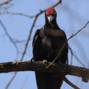 딱따구리 이미지