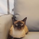 고덕 고래힐동물병원 이미지