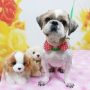 퍼피투게더 이미지