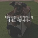 빼꼼 | 아키즈펫 빼꼼캐리어 후기 강아지이동가방으로 딱 좋은 이유