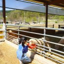 양평양떼목장 이미지