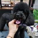 쌍군그루밍 이미지