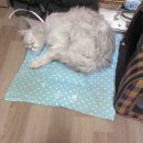 미코 그루밍 | [미코]여러가지 근황