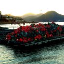 토황민박 이미지