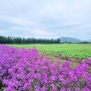 서귀포 표선면 보롬왓 /수국, 메밀꽃, 라벤더 풍경 이미지