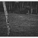 the white birch ...monotone # 이미지