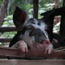 육덕돼지 이미지