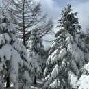 바래봉길 | 남원 지리산 바래봉 인생 첫 설산 등산 2월 눈꽃산행 후기 설산 추천 🗻