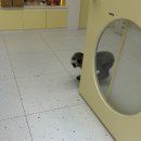 하루멍멍 이미지