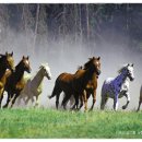 Wild Horses/Garth Brooks 이미지
