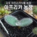 농장 | 김포 아프리카식물 코덱스 농장 "아프리카농장" 방문후기