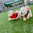 개버드 스쿨 이미지