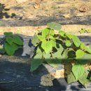 오성그린농장 이미지