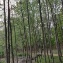 시례농장 | 강원도 횡성 여행 가볼만한곳 횡성호수길5구간 탐방