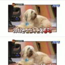 개 최고 이미지