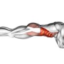 머슬뷰티 이미지