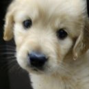 VIP동물의료센터 서초동작점 이미지