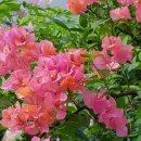 멀티플레이존 이미지