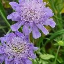 러시안세이지 블루세이지 왜성솔채 이미지