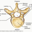캥거루 동물병원 이미지