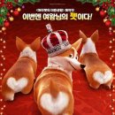 프린스 코기 이미지