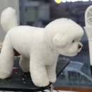 희야네 애견미용실 이미지