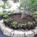 느티나무농원 이미지