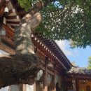 국화정원 이미지