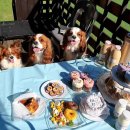 골드펫리조트 이미지