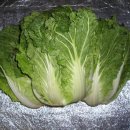 배추김치 담그는법 이미지