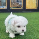 베베멍 강아지고양이분양 시흥본점 이미지