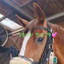 덕소 승마클럽 이미지