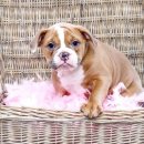 아델스 퍼피 이미지