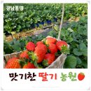 그림농장 | 통영 아이랑 딸기 체험 맛기찬 딸기농장 후기