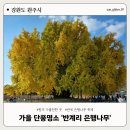 반계매점세차장 | 강원도 원주 11월 가볼만한곳 단풍명소 반계리 은행나무 실시간 현황 축제 정보