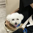 보리보리쌀 이미지