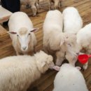 채운목장 이미지