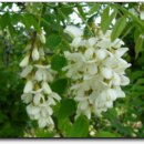 기안초교 이미지