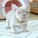 J&L 희귀모색 프렌치불독 이미지