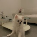 독스캣 강아지고양이 수원점 이미지