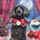 강아지 미용 이미지