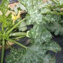 대광농장2 이미지