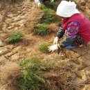 대식농장 이미지