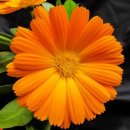 블랙로터스 | 니어가든 로터스 연꽃클렌징밤 후기🪷 블랙헤드 제거, 모공 축소, 메이크업 지우기