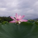 함양 상림공원 연꽃 이미지