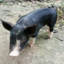 무학축산유통 이미지