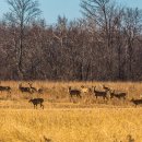 Wild Deers - Lynde Shores Conservation 이미지