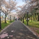 꽃보라동산 이미지