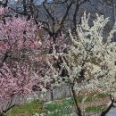 웅동마을 이미지